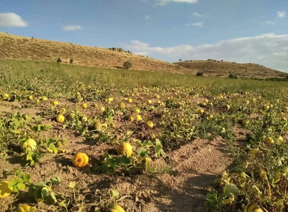 KABAK ÜRETİCİLERİ, YAĞIŞ OLMADIĞI İÇİN DERTLİ