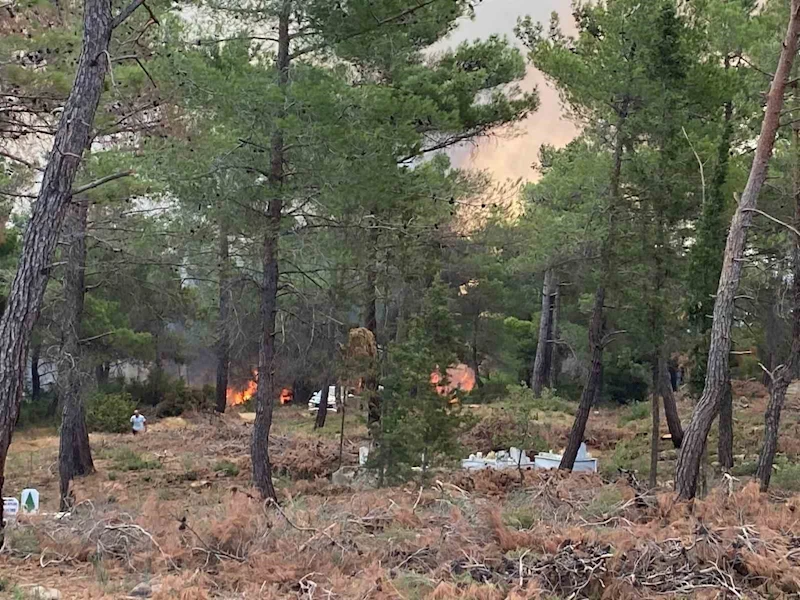 Çanakkale’de orman yangını
