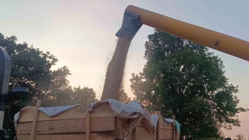 Tarım şehri Bilecik’te arpa ve buğday bereketi
