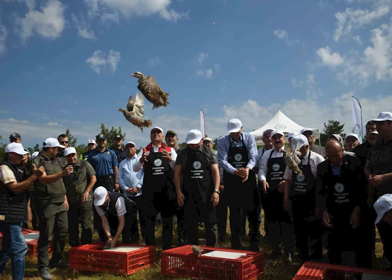 Kastamonu’da doğaya 2 bin 100 kınalı keklik salındı
