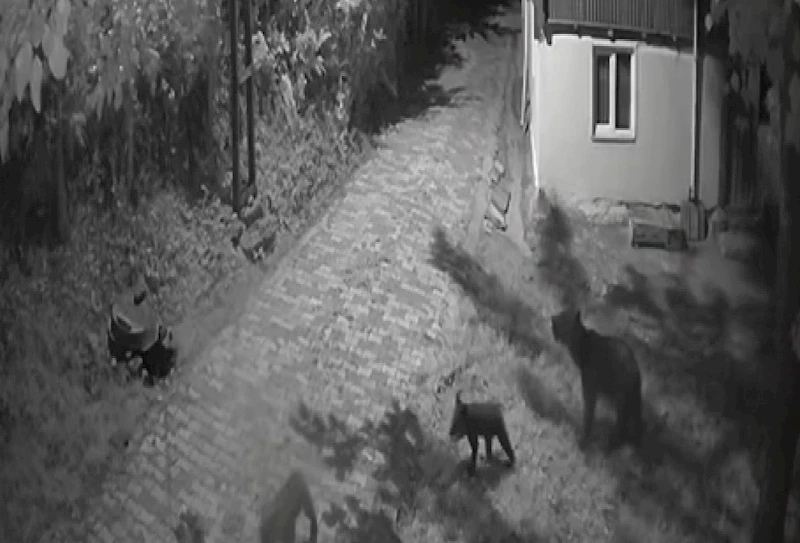 Sinop’ta anne ayı ve yavrularının dut yeme anları kamerada

