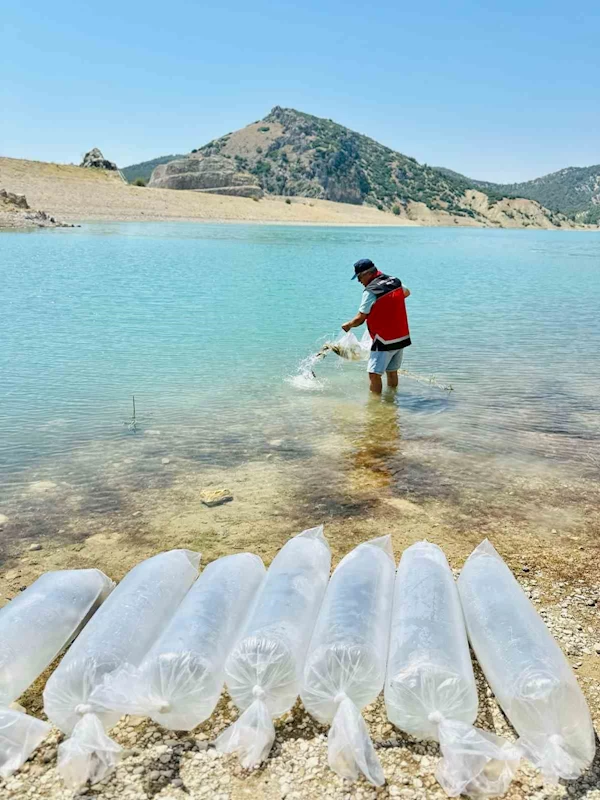 Korkuteli’nde 60 bin sazan balığı doğaya bırakıldı
