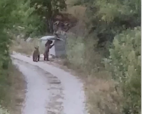 Köye inen ayıları 