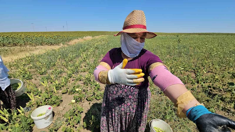 Keşan’ın altın değeri: Siğilli bamyası tarladan sofraya alın teriyle geliyor
