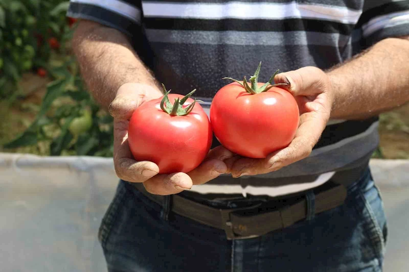 70 derecede Türkiye’nin en lezzetli domatesleri Eskişehir’de yetişiyor
