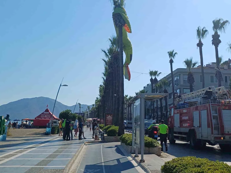 Deniz paraşütü palmiyeye takıldı
