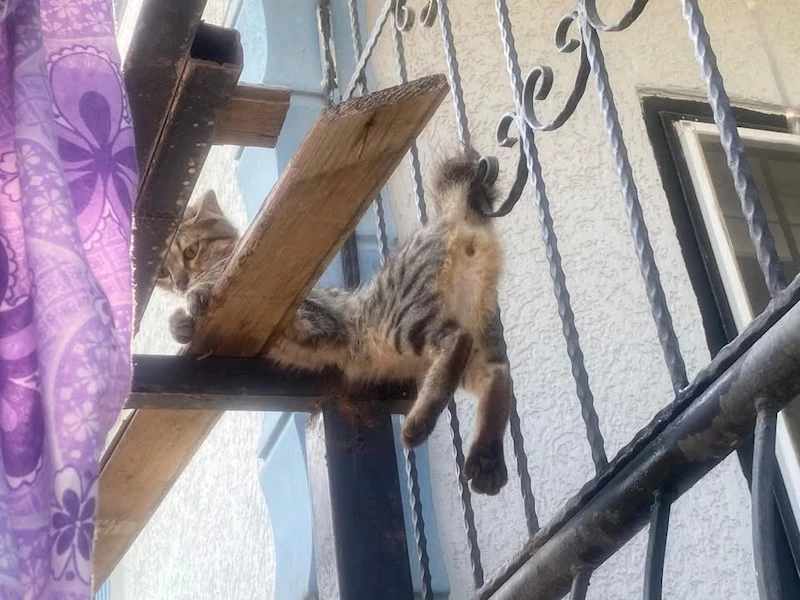 Balkon korkuluklarına sıkışan kediyi itfaiye ekipleri kurtardı
