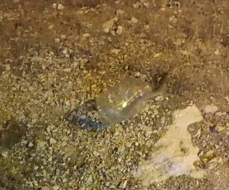 Tunceli’de kız yurdunda yakalanan engerek doğaya bırakıldı
