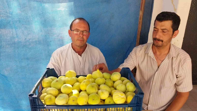 Mersin’de Mut beyaz inciri altın yılını yaşıyor
