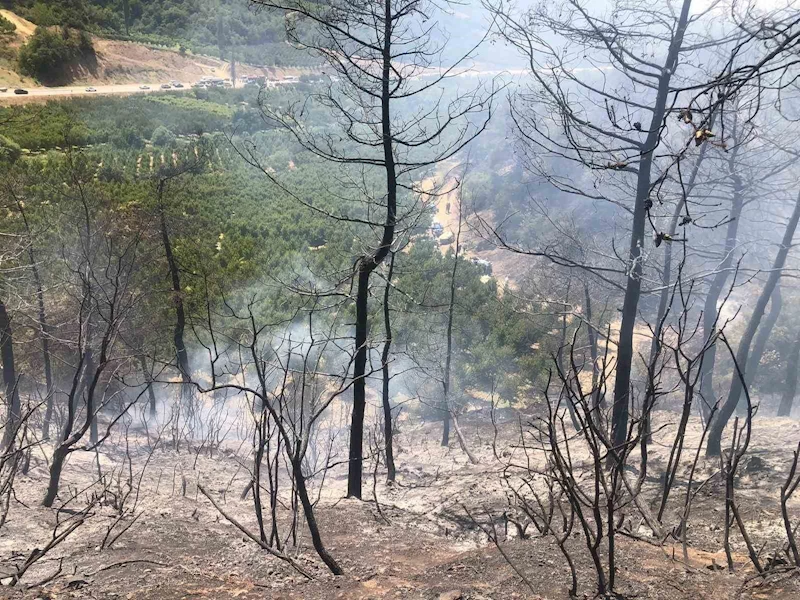 Bilecik’te orman yangını ekipler tarafından söndürüldü
