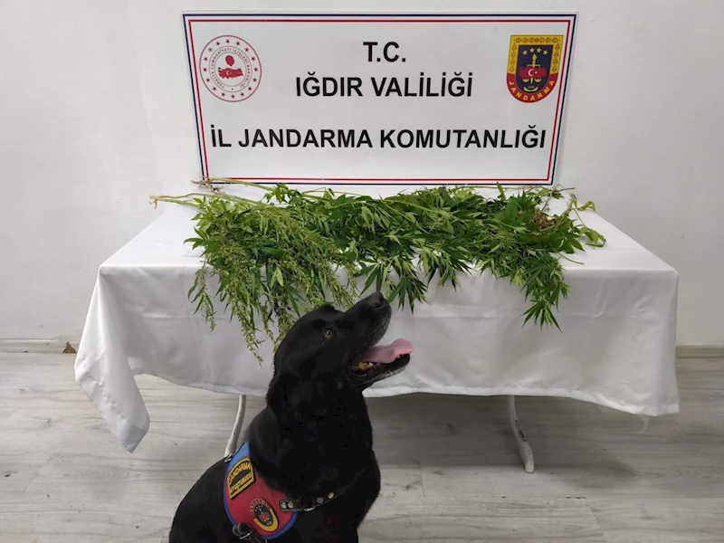 Iğdır’da jandarmadan uyuşturucu operasyonu: 1 tutuklama
