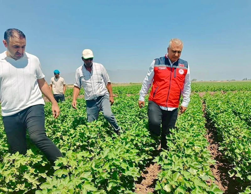 Hatay’da pamuk tarlaları incelendi
