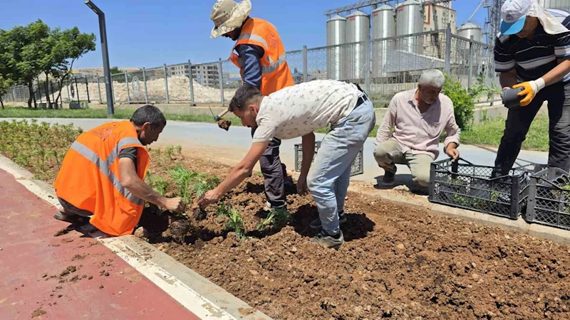 Eyyübiye’nin Çiçekleri Eyyübiye Serakent’ten

