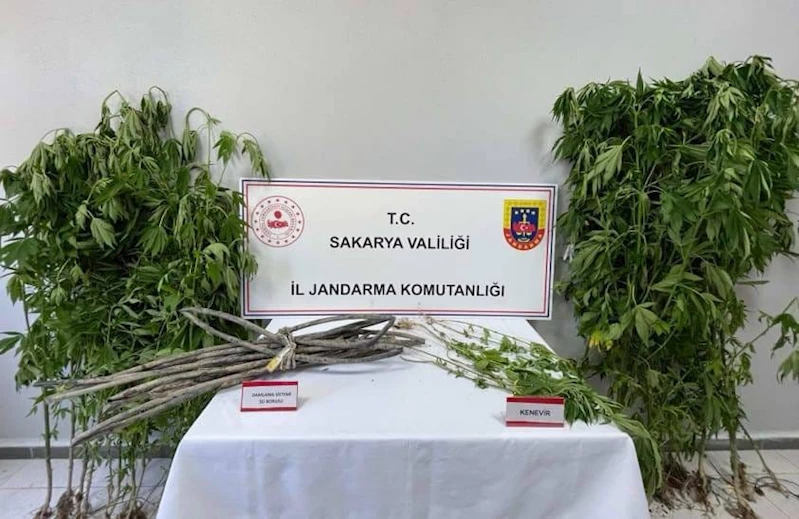 Jandarmadan uyuşturucu operasyonu: 1 tutuklama
