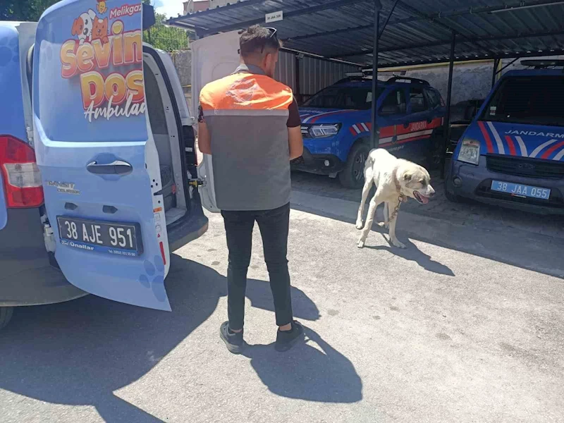 Köpeği otomobile bağlayarak çektiren şahsa ceza
