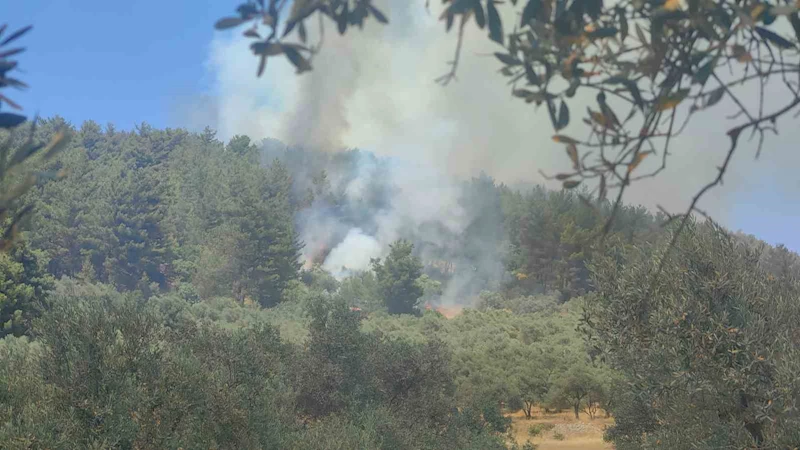 Muğla’da orman yangını
