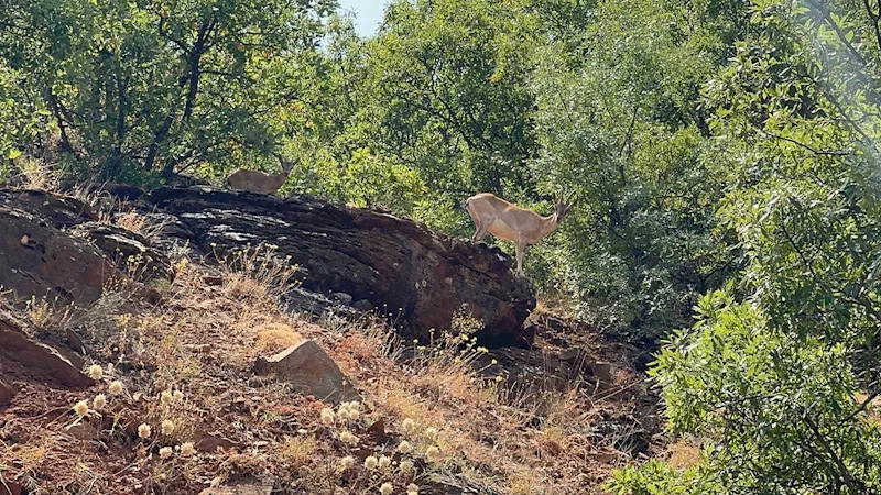 Tunceli’de dağ keçileri görüntülendi
