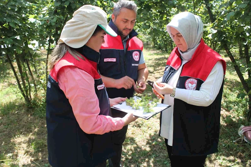 Düzce’de fındık hasat tarihleri belli oldu
