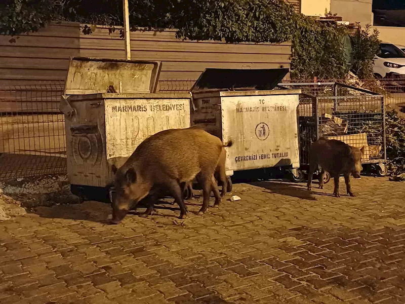 Belediye sessiz kaldı, Marmaris’i domuzlar ele geçirdi
