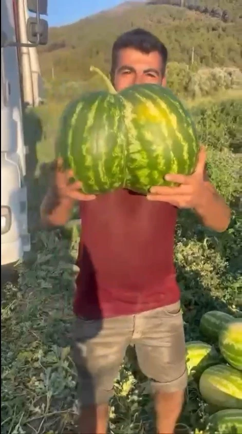 Bilecik’te hasat edilen ikiz kavun ve karpuz görenleri hayrete düşürdü
