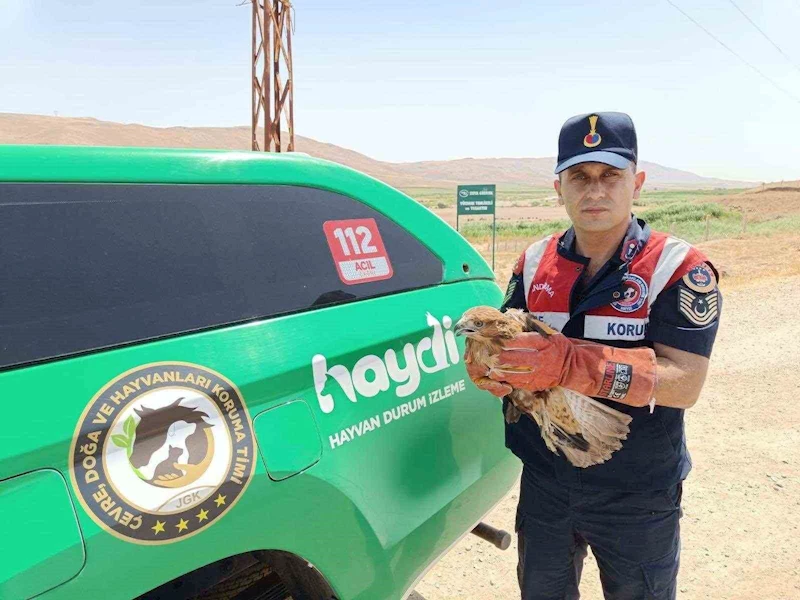 Yaralı şahin koruma altına alındı
