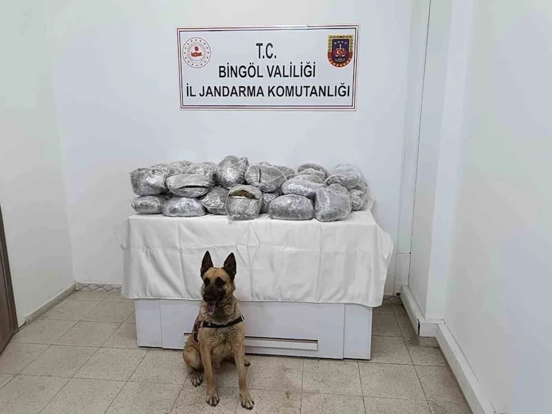 Bingöl’de 49 kilo esrar ele geçirildi
