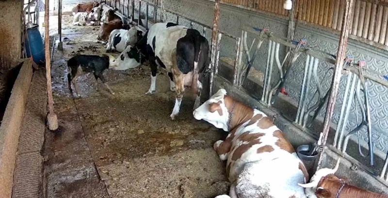 Zincirli anne ile yeni doğan buzağının kavuşma mücadelesi
