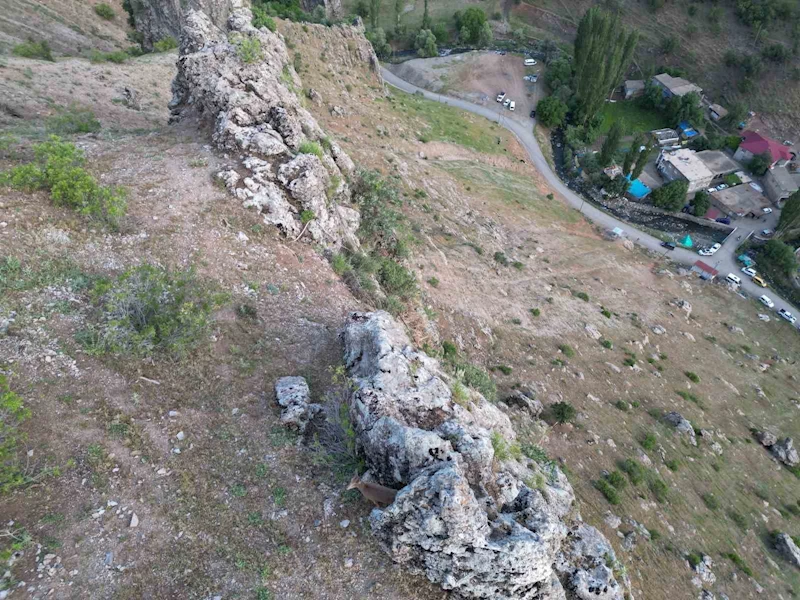 Dağ keçileri köye indi
