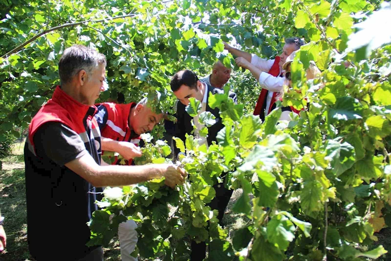 Türkiye’de en çok fındık üretilen ikinci il olan Samsun’da rekolte tahmini çalışmaları
