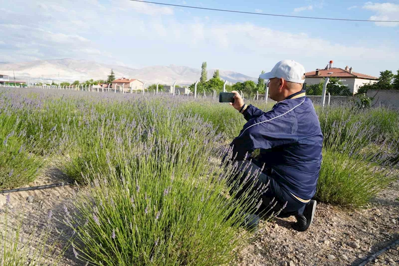 Köyde ’lavanta bahçesi’ turizmi
