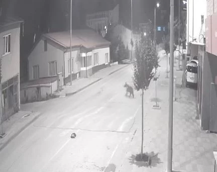 Ayılar ilçeyi mesken tuttu, cadde ve sokaklarda görülmeye başladı
