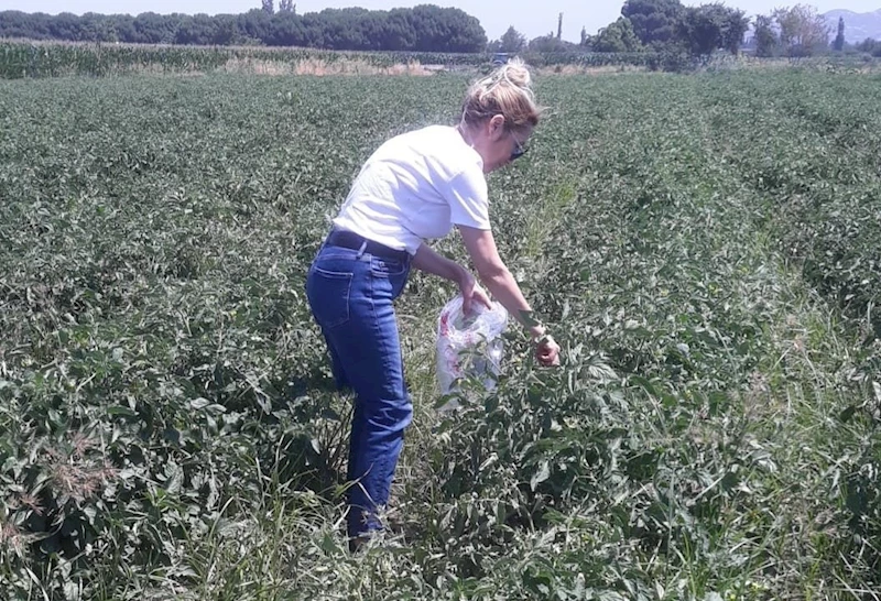 Söke’de hasat öncesi pestisit kontrolü yapıldı
