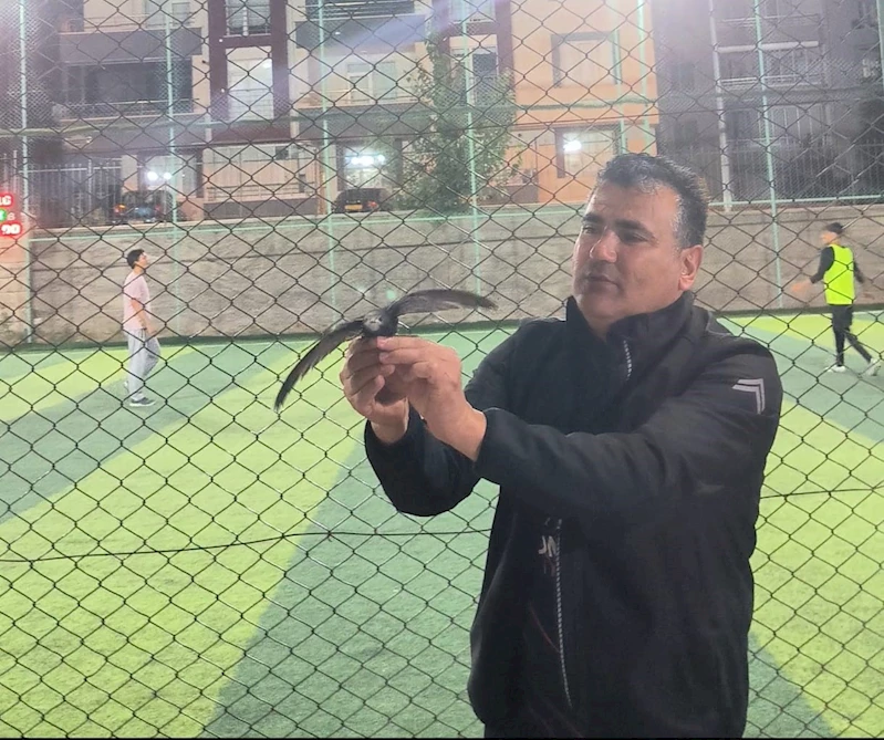 Kırşehir’de yaralı ebabil kuşu tedavi altına alındı
