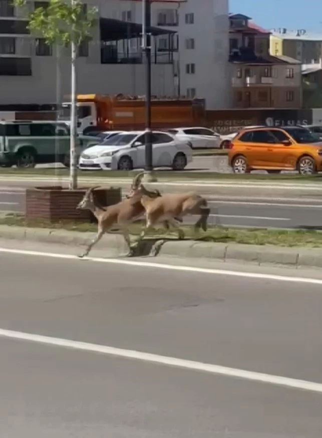 Dağların eşsiz tırmanıcıları yolunu şaşırıp kent merkezine indi
