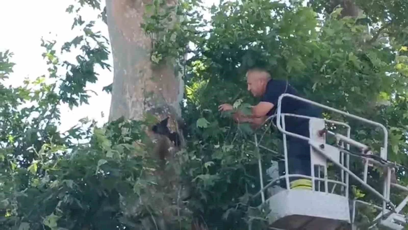 İple ağaçta asılı kalan karga kurtarıldı
