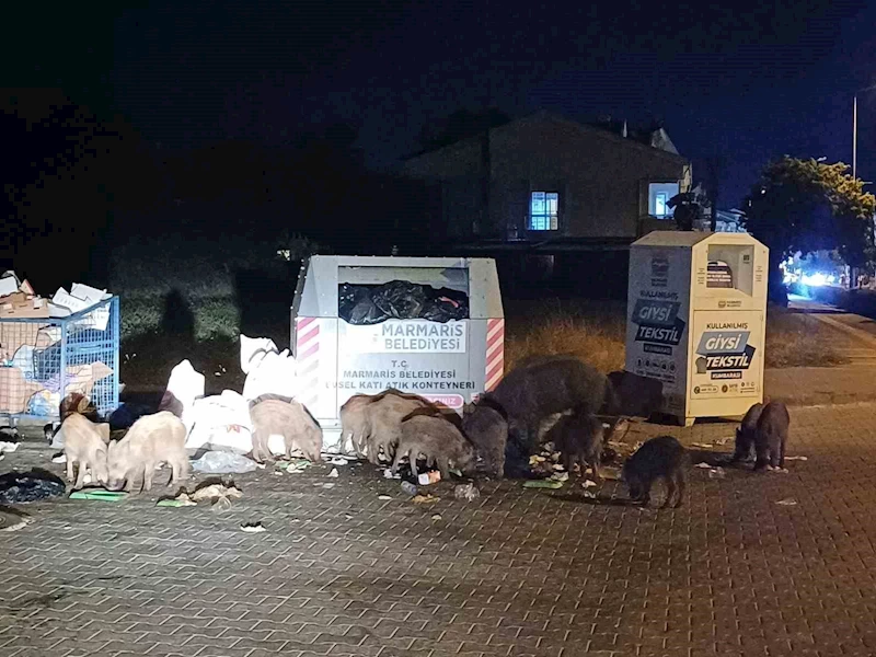Marmaris Belediyesi’nin duyarsızlığı şehri domuz çiftliğine çevirdi
