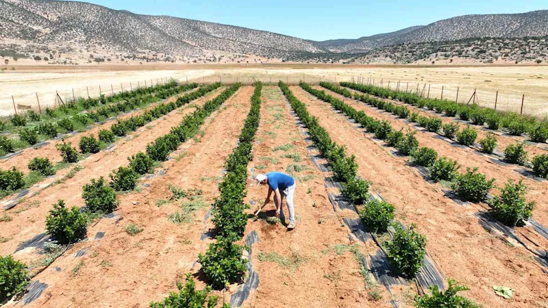 Susuzluk nedeniyle tarım yapılamayan ilçe arıtma suyuyla yeşerdi
