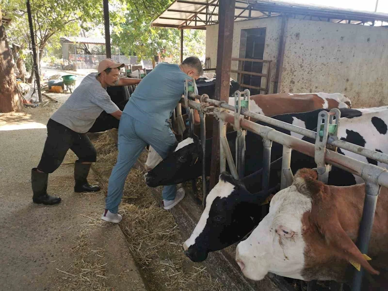 Bozdoğan’da hastalıktan ari işletmelerde kontroller sürüyor
