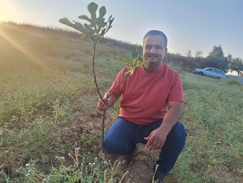 Sarıgöl’de sarılop incir üretimi yaygınlaşıyor
