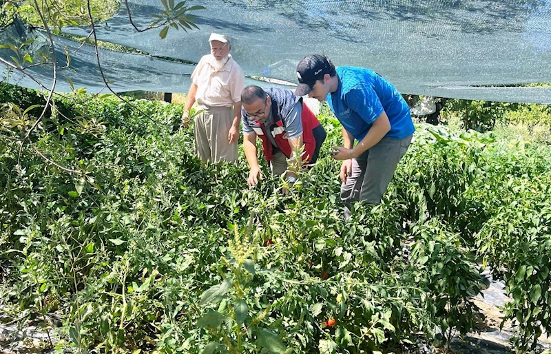 Kütahya’da domates ve biber fidesi kontrolleri
