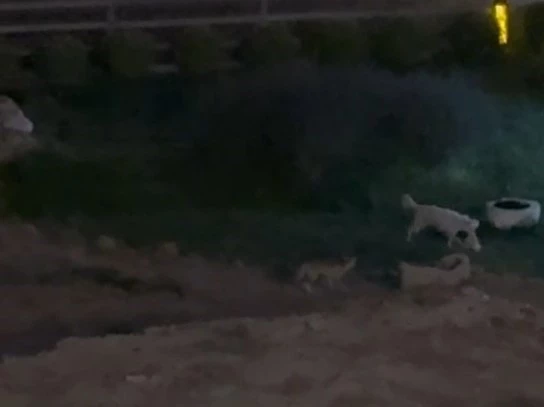 Köpekle tilkinin oyunu görenleri güldürdü
