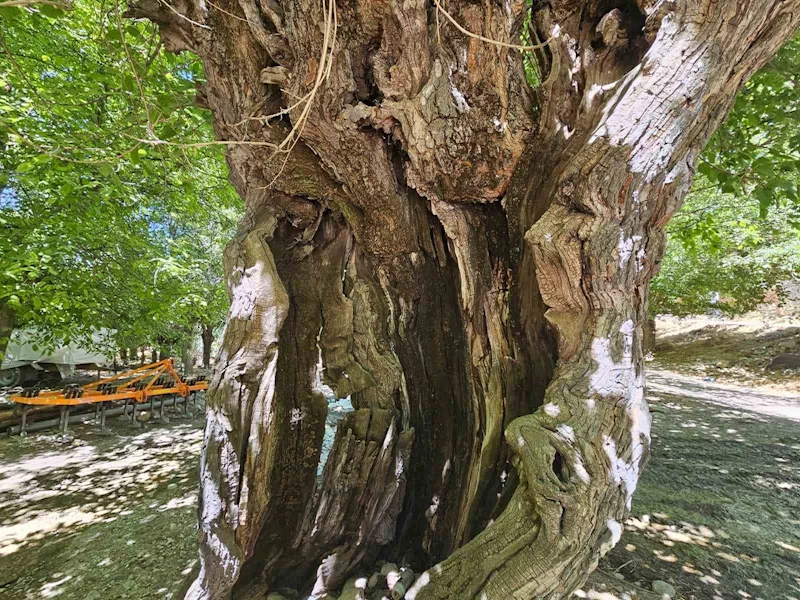 Elazığ’da dut ağaçları zamana direniyor
