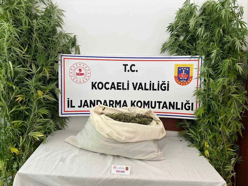 Evini uyuşturucu serasına çevirdi
