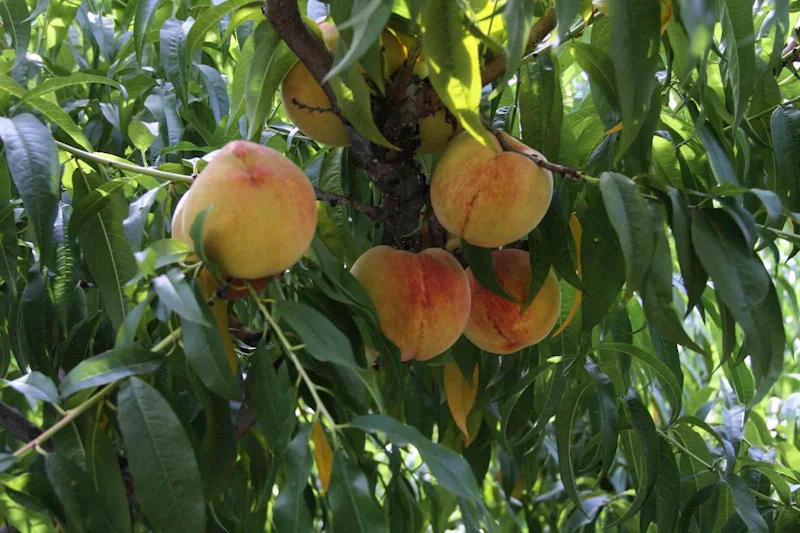 Çarşamba şeftalisinde hasat zamanı
