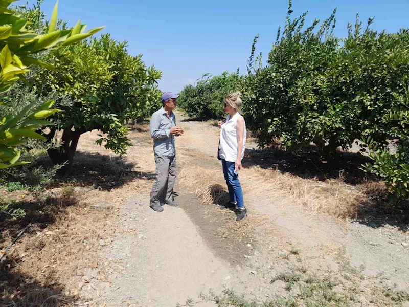Söke’de narenciye bahçeleri kontrol edildi

