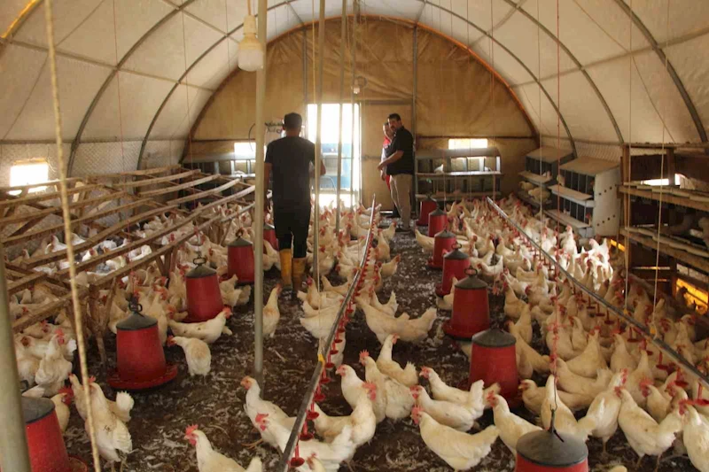 30 tavukla başladığı işletmesinde bin 700 tavuğa ulaştı
