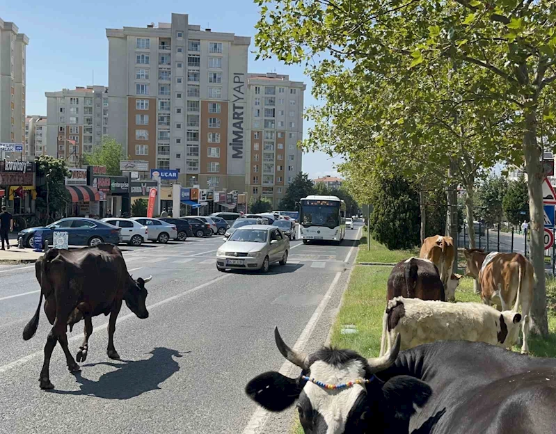 Çiftlikten firar eden inek sürüsü şehir merkezine indi
