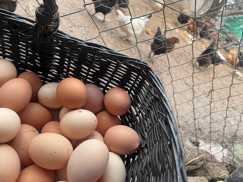 Okulların açılması yumurtayı 