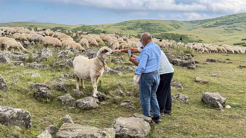 639 yıllık Tomağın Mezarlığı köylülerin hayvanlarına tuz taşı oldu
