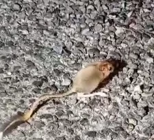 Kırmızı listede yer alıyor, Tunceli’de görüntülendi
